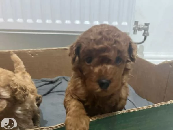 bellissima cucciolata di Barboncin | Foto 4