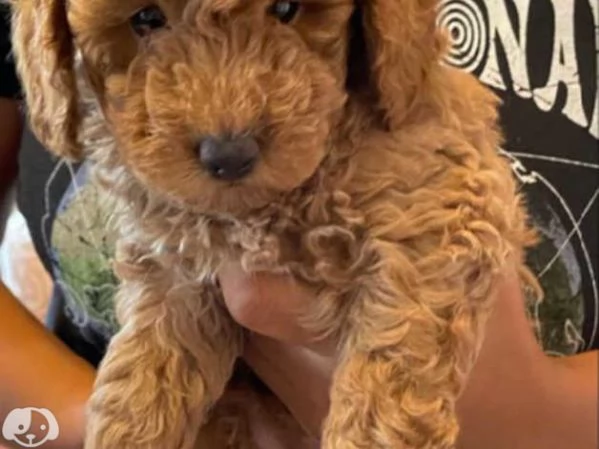 bellissima cucciolata di Barboncin | Foto 3
