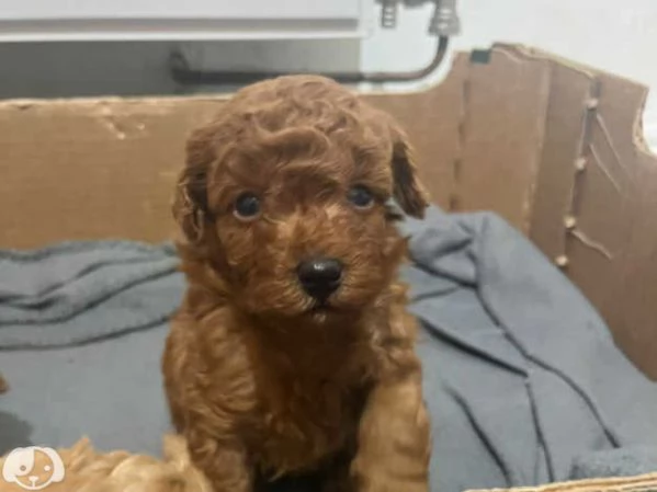 bellissima cucciolata di Barboncin | Foto 1