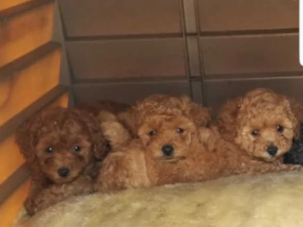 Cuccioli di barboncino rosso | Foto 0