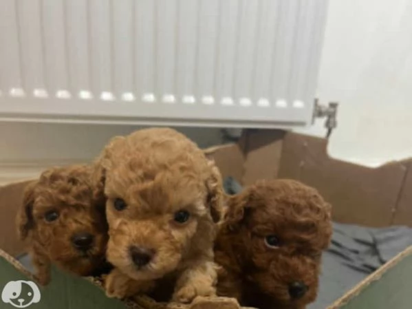 Cuccioli di barboncino rosso