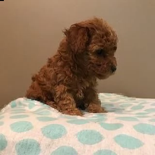 ((((regalo barboncino cuccioli toy)))))) | Foto 0