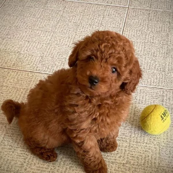 ((((regalo barboncino cuccioli toy))))))