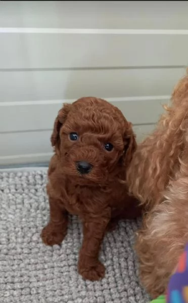 regalo barboncino mini toy disponibili,,,,