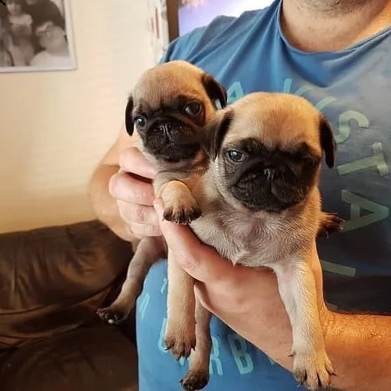 regalo carlino cuccioli disponibili))))) | Foto 0