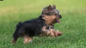 cuccioli di razza little teacup yorkie | Foto 1