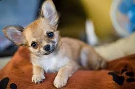 kruising chihuahua | Foto 2