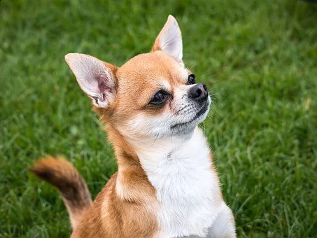 kruising chihuahua | Foto 1