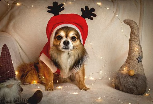 kruising chihuahua | Foto 0