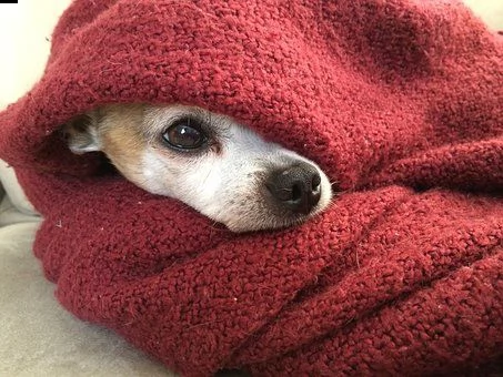 kruising chihuahua