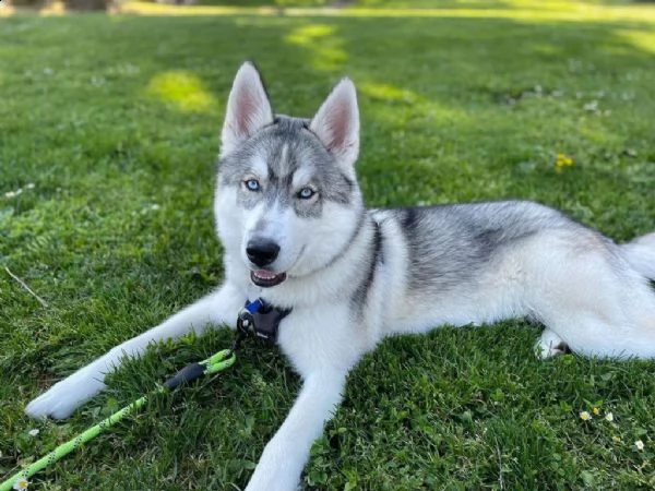 bellissimi cuccioli di siberian husky. | Foto 1