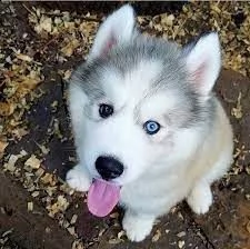 bellissimi cuccioli di siberian husky. | Foto 0