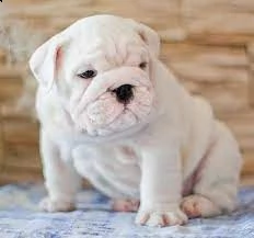 bulldog inglese | Foto 0
