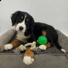 cuccioli di re barboncino | Foto 2