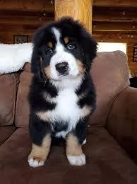 cuccioli di re barboncino | Foto 1