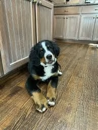 cuccioli di re barboncino | Foto 0