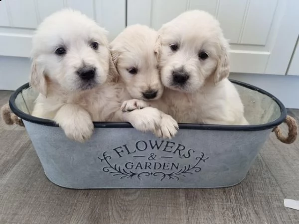 cuccioli di chihuahua per re-homing