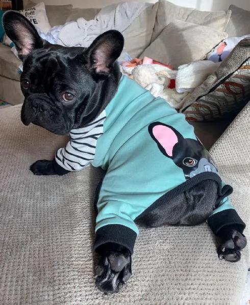 regalo cucciolo bulldog francese +34631531978