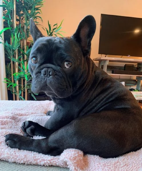  regalo cucciolo bulldog francese.... | Foto 0