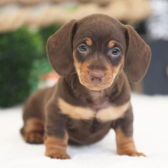  bassotto cuccioli per l'adozione bellissima cucciolata cerca nuova famiglia, 4 maschi e 3 femmina, 