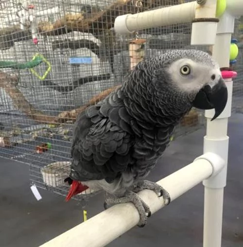   pappagallo grigio africano maschio e femmina, 3 mesi, affettuoso e amorevole, molto docile, rosso 