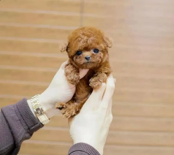 2regalo barboncino | Foto 0