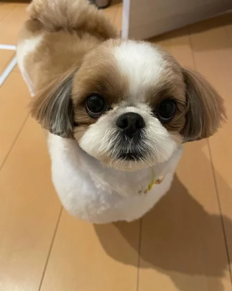 regalo shih-tzu  toy.... | Foto 0