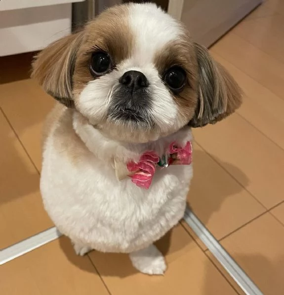   regalo shih-tzu  toy | Foto 0