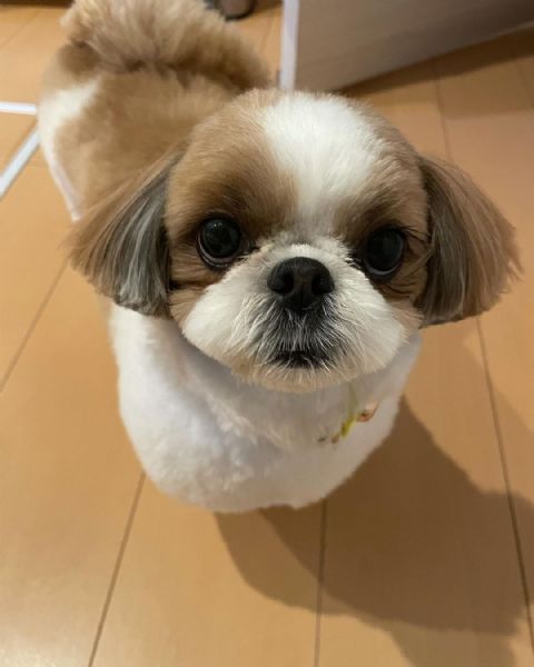   regalo shih-tzu  toy... | Foto 1