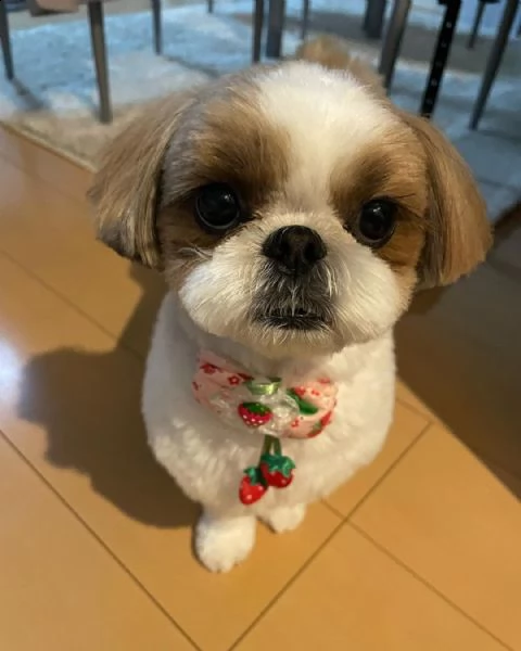    regalo shih-tzu  toy ,, | Foto 0