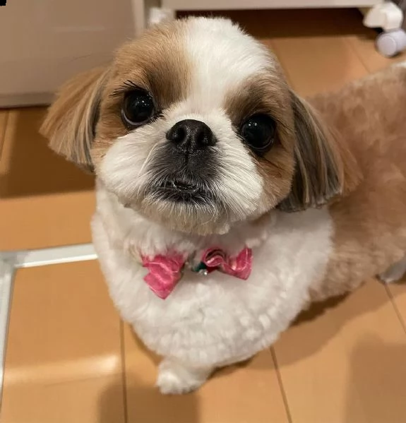   regalo shih-tzu  toy,,,, | Foto 0