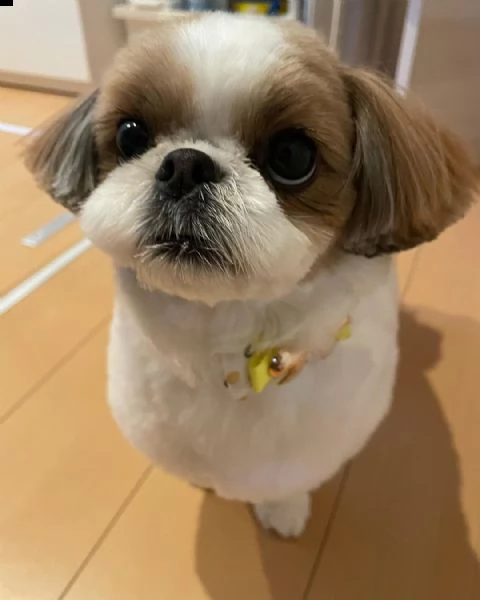    regalo shih-tzu  toy/ | Foto 0