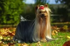 cuccioli di razza little teacup yorkie | Foto 1