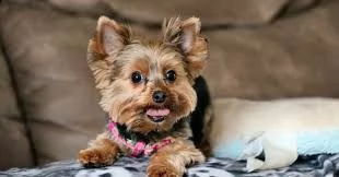 cuccioli di razza little teacup yorkie