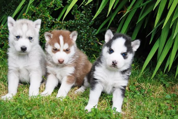 bellissimi cuccioli di siberian husky. | Foto 3