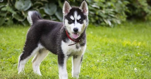 bellissimi cuccioli di siberian husky. | Foto 2