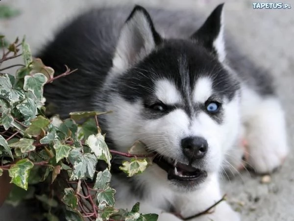 bellissimi cuccioli di siberian husky. | Foto 1
