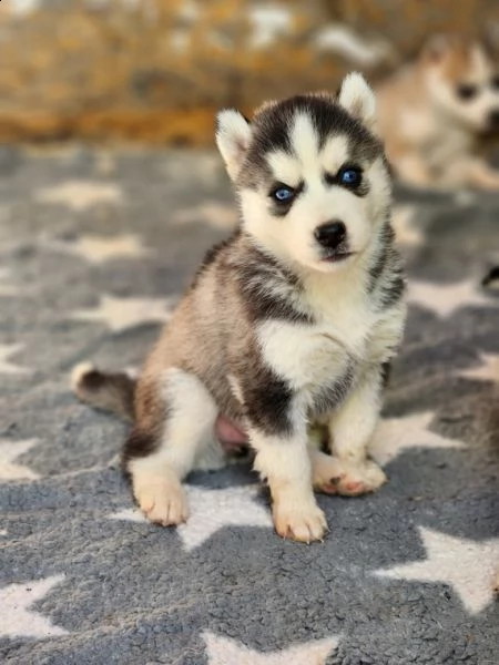 bellissimi cuccioli di siberian husky. | Foto 0