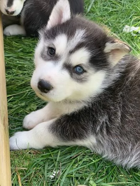 bellissimi cuccioli di siberian husky.