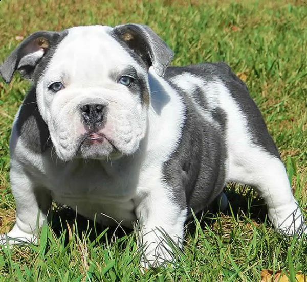 bulldog inglese | Foto 0