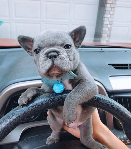 cuccioli di bulldog francese in adozione | Foto 3