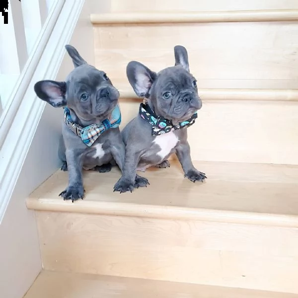 cuccioli di bulldog francese in adozione | Foto 2