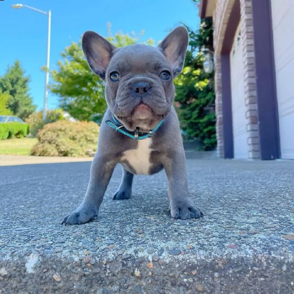 cuccioli di bulldog francese in adozione | Foto 1