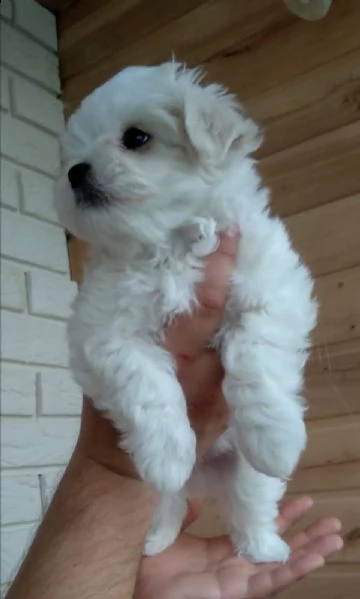 regalo maltese mini toy disponibile [at][at][at][at][at] | Foto 0