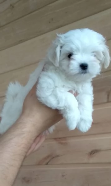 regalo maltese mini toy disponibile [at][at][at][at][at]