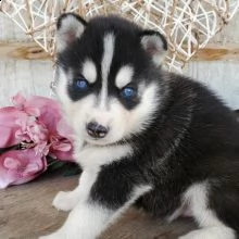 cuccioli di husky siberiano di razza pura | Foto 0
