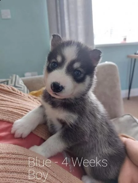 cuccioli di husky siberiano di razza pura