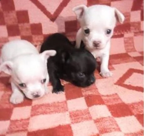 cuccioli di chihuahua per re-homing | Foto 0