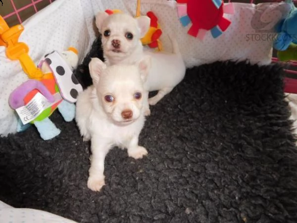 cuccioli di chihuahua per re-homing