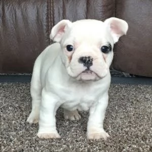 cuccioli di bulldog francese addestrati | Foto 0